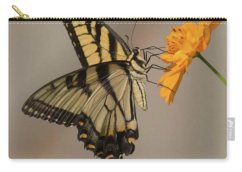 Butterfly Zip Pouch featuring the photograph Eastern tiger swallowtail or Papillio glaucus by Barry Bohn