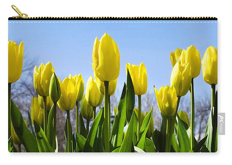 Tulips Zip Pouch featuring the photograph Yellow Tulips by Christina Rollo