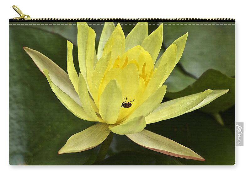 Waterlily Zip Pouch featuring the photograph Yellow Waterlily With A Visiting Insect by Venetia Featherstone-Witty