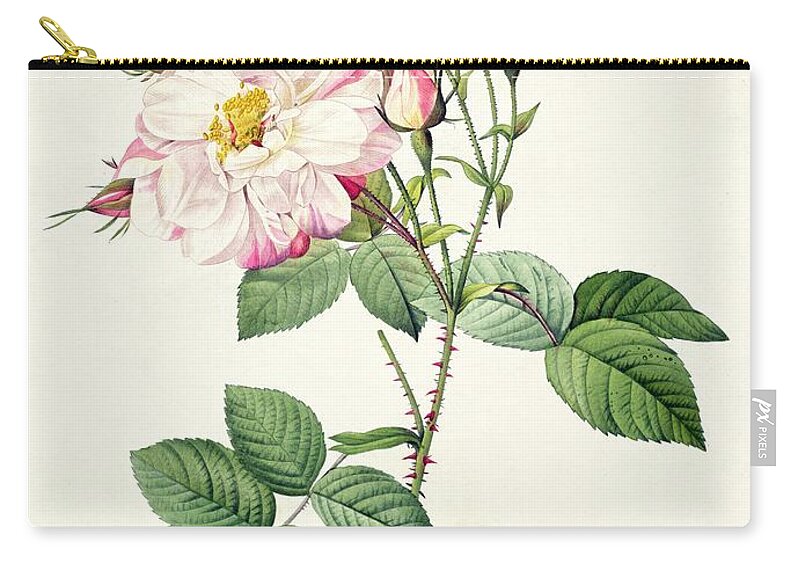 Rosa Carry-all Pouch featuring the drawing York and Lancaster Rose by Pierre Joseph Redoute