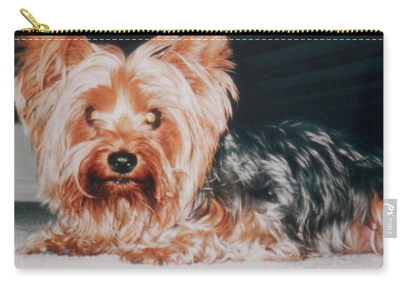 #naples #florida #yorkie Under My #bed Zip Pouch featuring the photograph Yorkie In Hiding by Belinda Lee