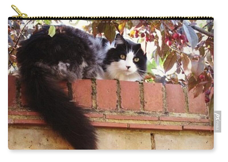 Cat Zip Pouch featuring the photograph Watching You #1 by Rowena Tutty