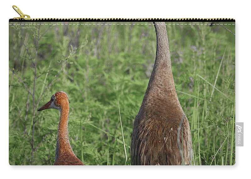Bird Zip Pouch featuring the photograph Young and Adult Sandhills by Tom Claud
