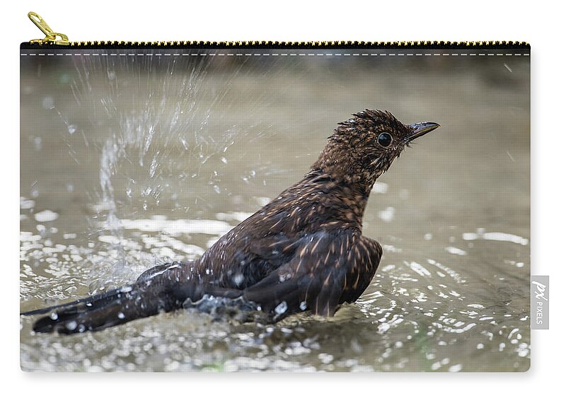 Young Blackbird's Bath Carry-all Pouch featuring the photograph Young Blackbird's bath by Torbjorn Swenelius