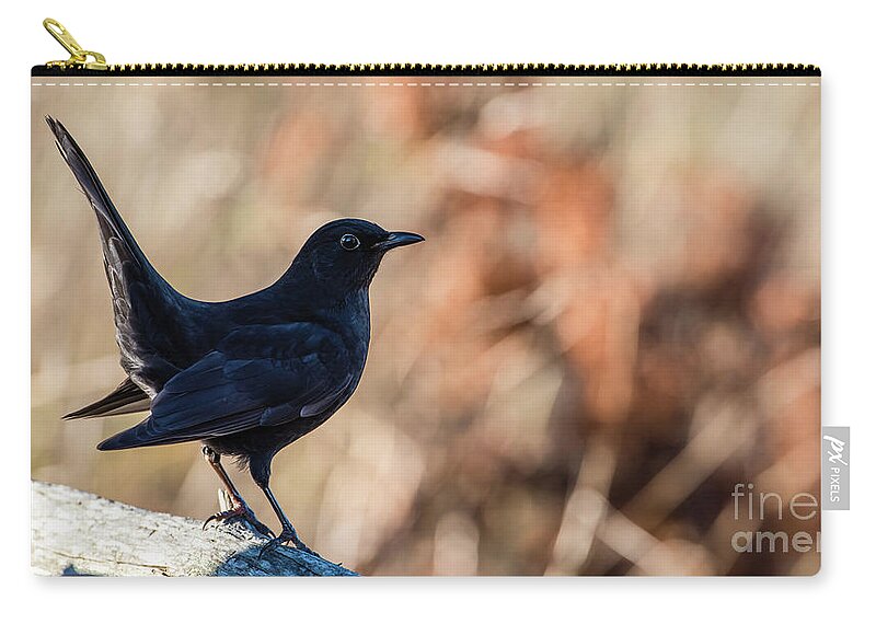 Blackbird Zip Pouch featuring the photograph Young Blackbird's Profile by Torbjorn Swenelius