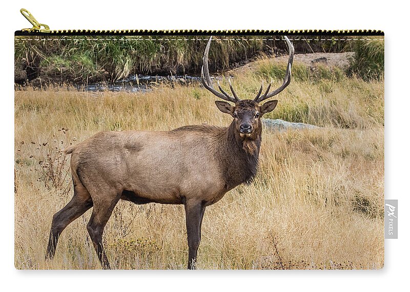 Cervus Canadensis Zip Pouch featuring the photograph Young Bull Elk by Dawn Key