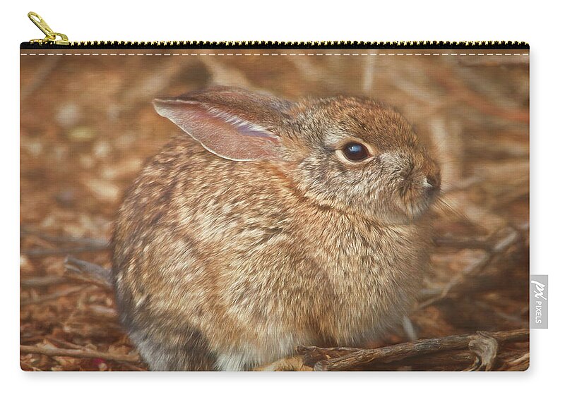 Rabbit Zip Pouch featuring the photograph Young Cottontail in the Morning by Teresa Wilson