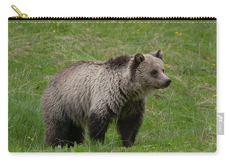 Grizzly Zip Pouch featuring the photograph Young Grizzly by Mark Miller