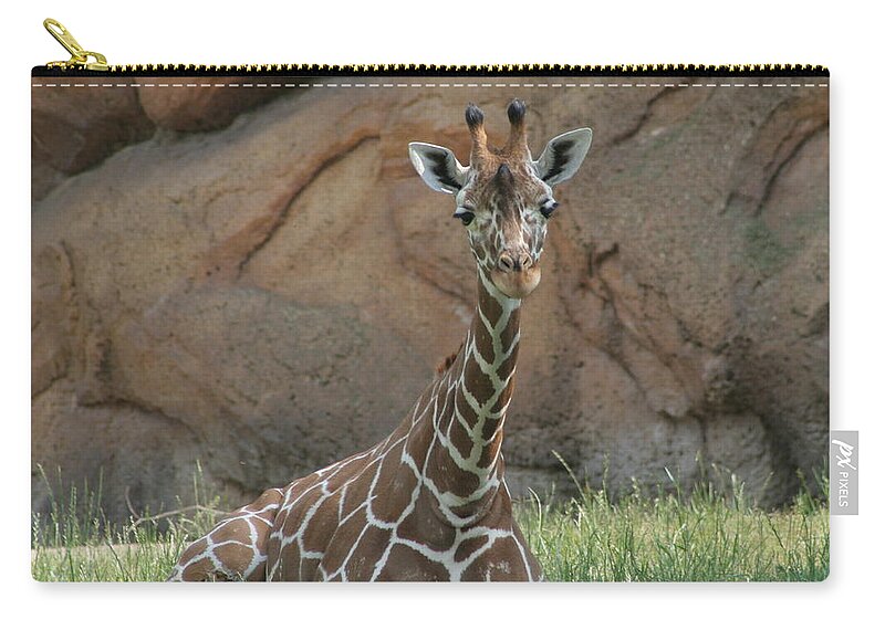 Nashville Zoo Zip Pouch featuring the photograph Young Masai Giraffe by Valerie Collins