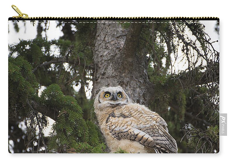 Owl Zip Pouch featuring the photograph Young Owl in Tree by Bill Cubitt