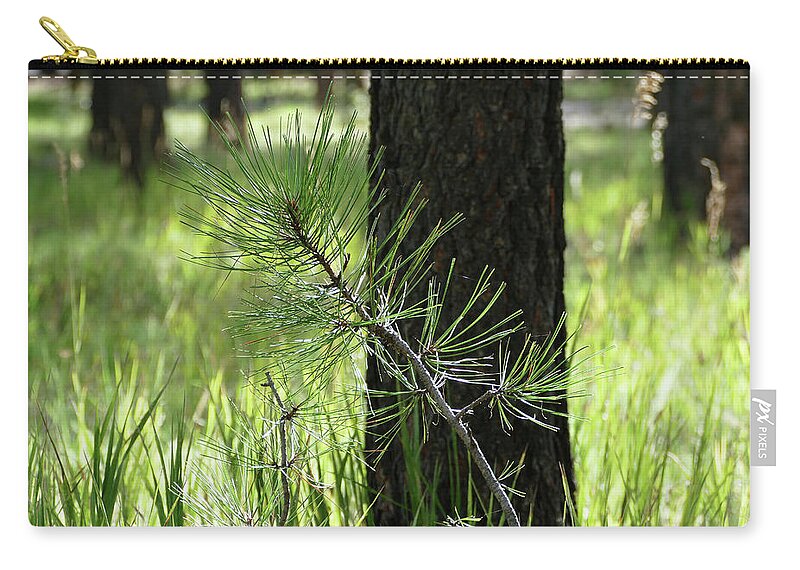 Nature Zip Pouch featuring the photograph Young Pine in the Woods by Laurel Powell