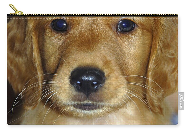 Puppy Zip Pouch featuring the photograph Young Sam by Stephen Anderson