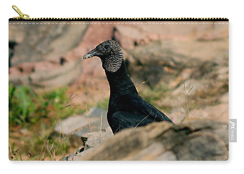 James Smullins Zip Pouch featuring the photograph Young black vulture by James Smullins