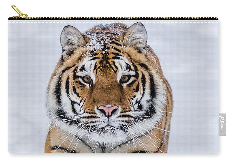 Tiger Zip Pouch featuring the photograph Zeal by Steven Szabo