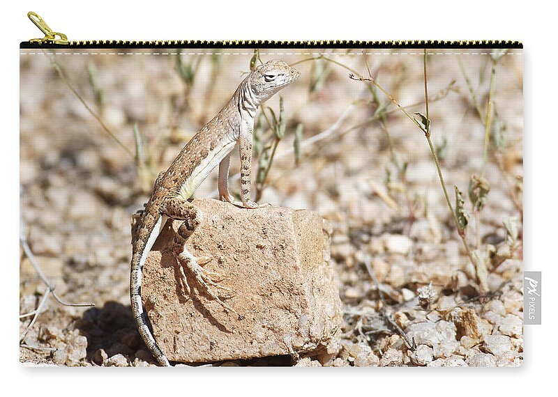 Darin Volpe Nature Zip Pouch featuring the photograph Zebra-Tailed Lizard - Saguaro National Park by Darin Volpe