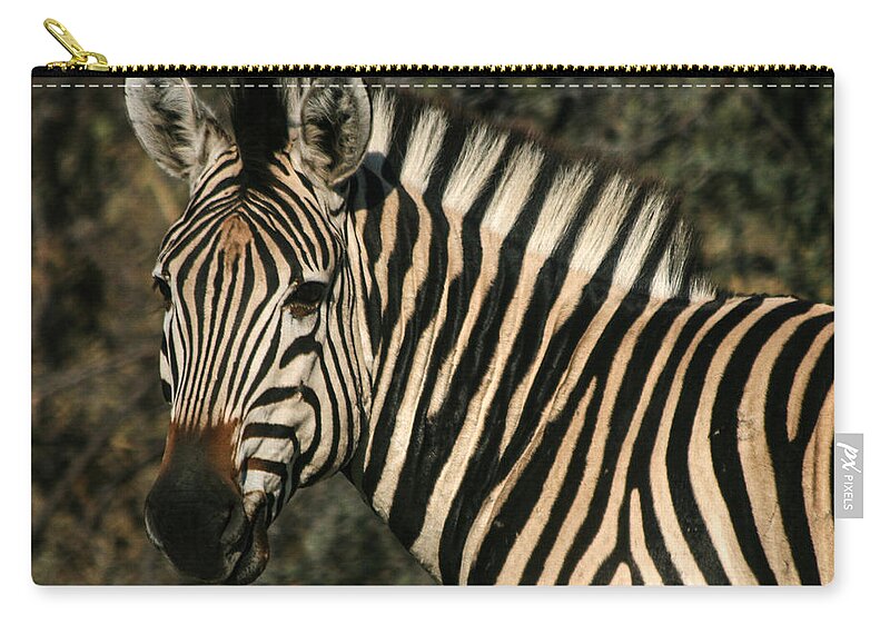 Zebra Zip Pouch featuring the photograph Zebra Watching Sq by Karen Zuk Rosenblatt