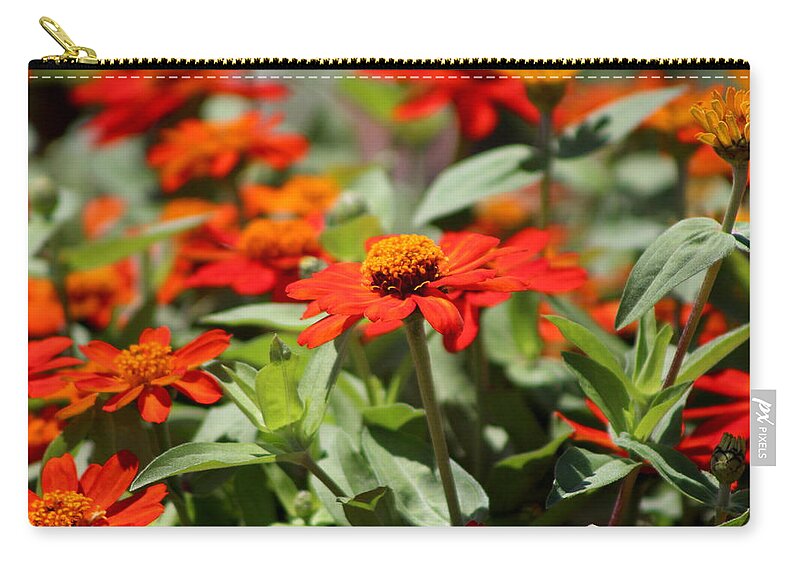Pumpkin Orange Zip Pouch featuring the photograph Zinnias in Autumn Colors by Colleen Cornelius