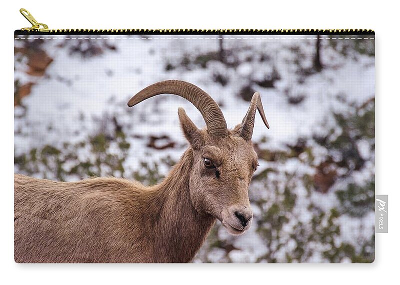 Bighorn Carry-all Pouch featuring the photograph Zion Bighorn Sheep close-up by Gaelyn Olmsted