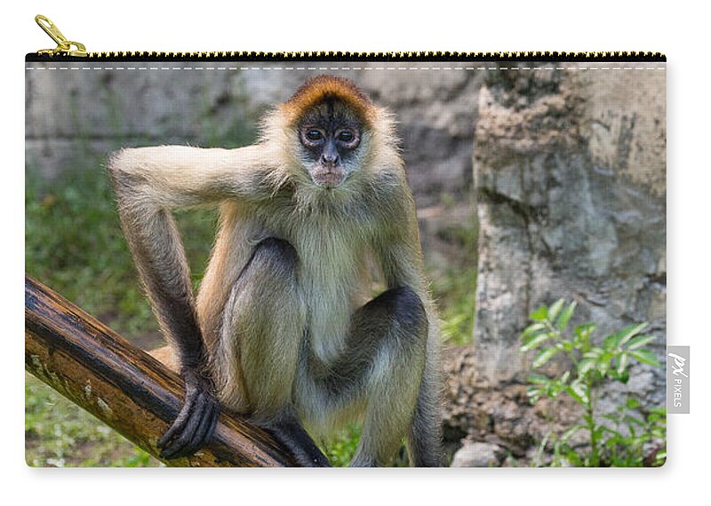 Audubon Zip Pouch featuring the photograph Zoo Monkey by Allan Morrison