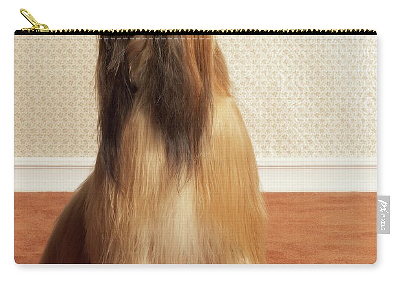 Pets Zip Pouch featuring the photograph Afghan Hound Sitting In Room #1 by Dtp