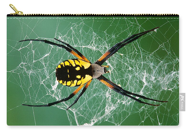 Arachnid Zip Pouch featuring the photograph Black-and-yellow Argiope Spider #1 by Michael Lustbader