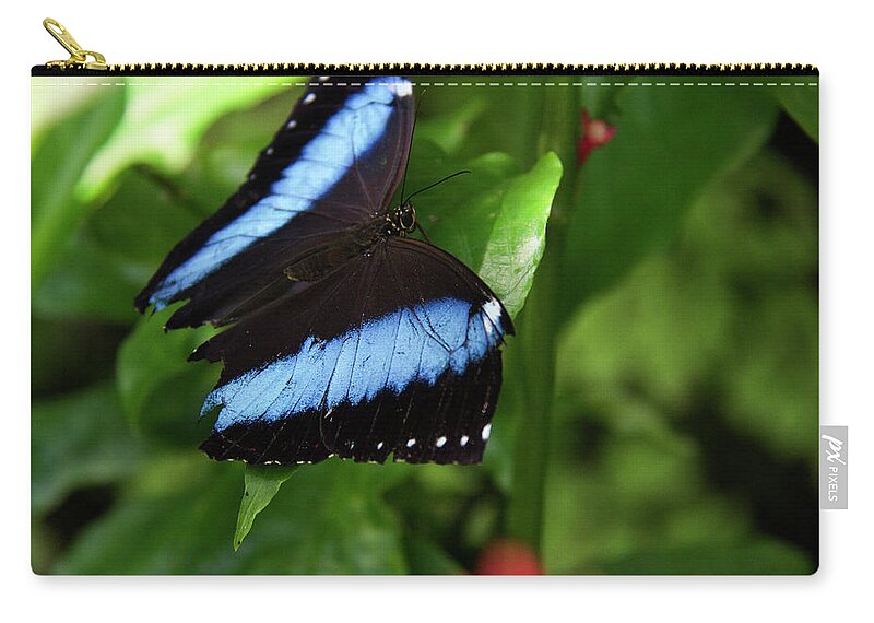 Butterfly Zip Pouch featuring the photograph Butterfly - Banded Morpho #2 by Richard Krebs