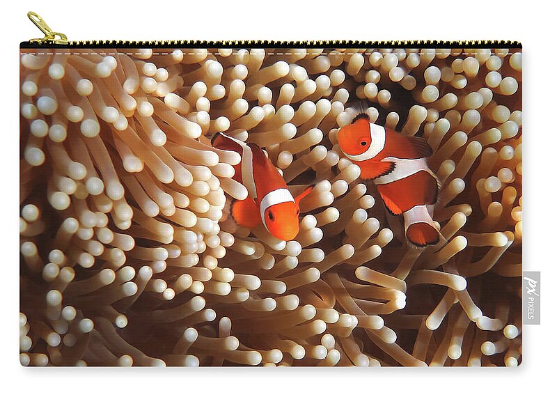 Underwater Zip Pouch featuring the photograph Clownfish In Coral Garden - Southeast #1 by Fototrav