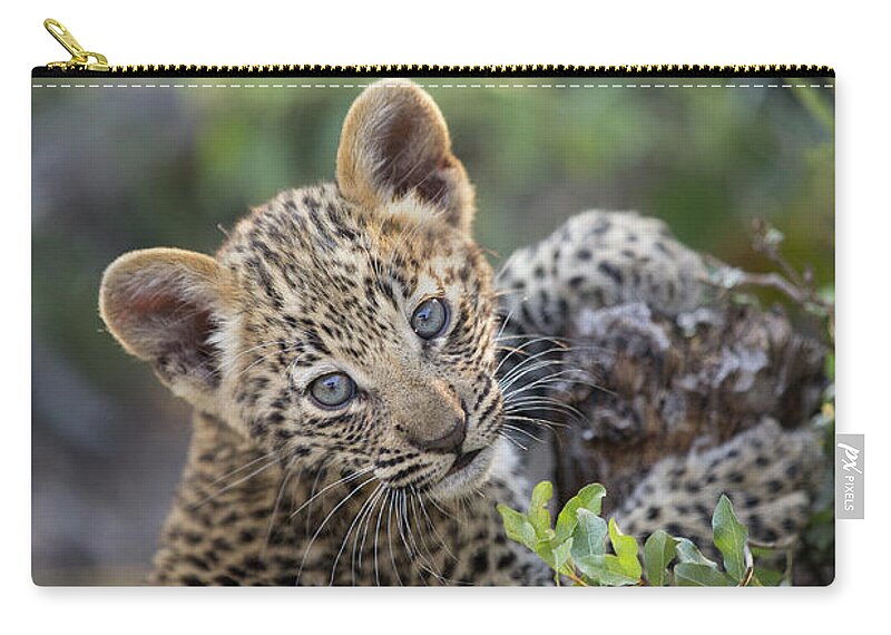 Suzi Eszterhas Zip Pouch featuring the photograph Five Week Old Leopard Cub #1 by Suzi Eszterhas
