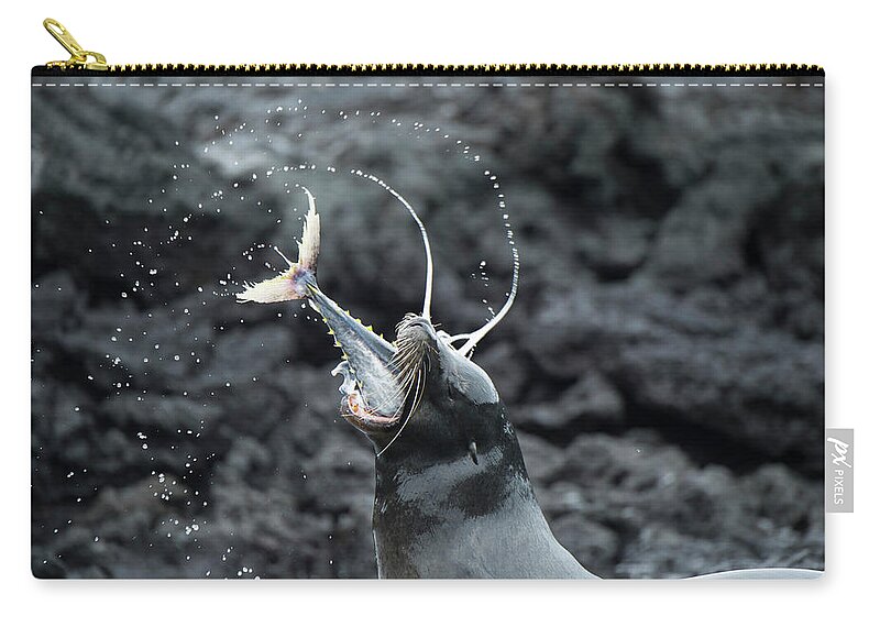 Animal Zip Pouch featuring the photograph Galapagos Sea Lion Eating Tuna #1 by Tui De Roy