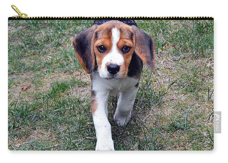 Beagle Puppy Carry-all Pouch featuring the photograph Hermine The Beagle by Thomas Schroeder