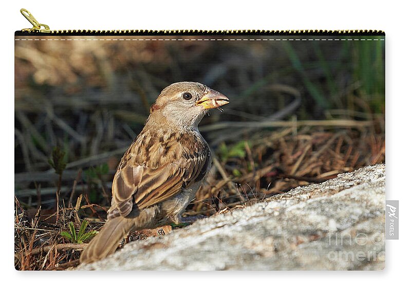 Branch Zip Pouch featuring the photograph House Sparrow Female Standing #1 by Pablo Avanzini