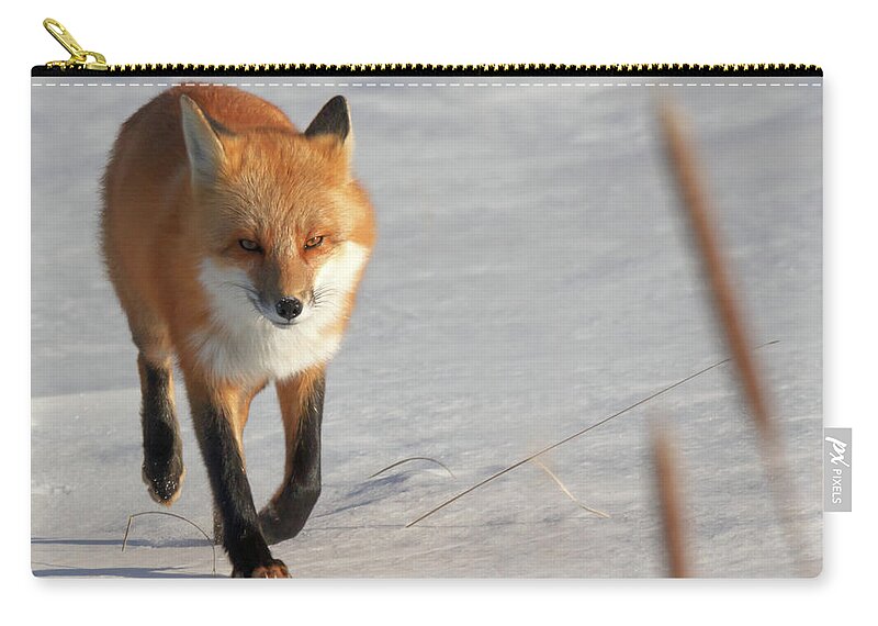 Fox Carry-all Pouch featuring the photograph Just Passing Through by Susan Rissi Tregoning