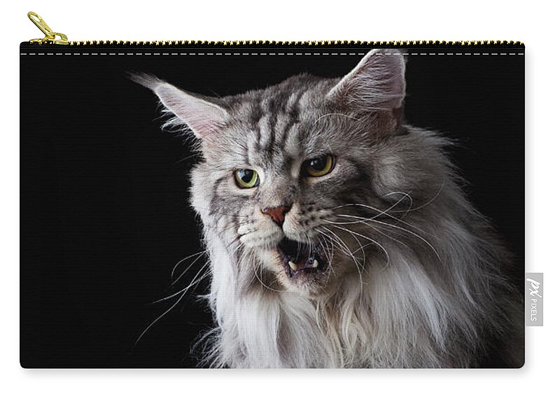 Three Quarter Length Zip Pouch featuring the photograph Maine Coon Cat by Ultra.f