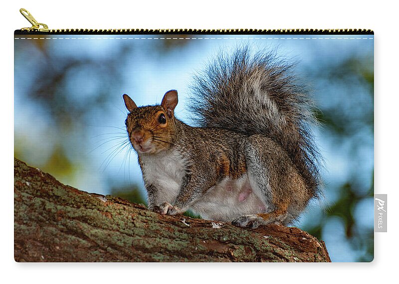 Squirrel Zip Pouch featuring the photograph Momma Squirrel #1 by Cathy Kovarik
