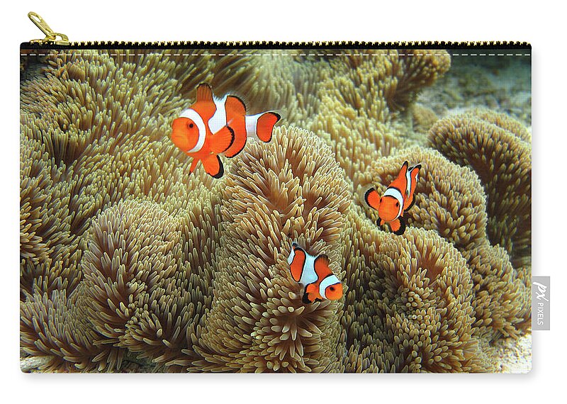Underwater Zip Pouch featuring the photograph Nemo Family #1 by Vuk8691