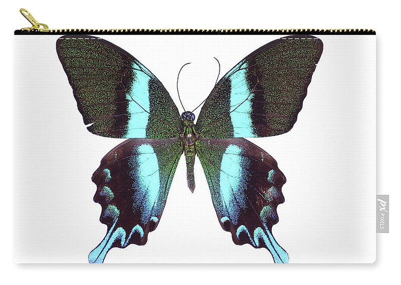 White Background Zip Pouch featuring the photograph Papilio Butterfly #1 by Imv