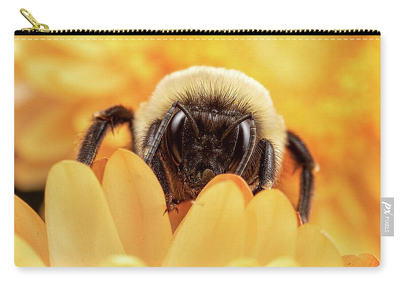 Bee Bees Bumble Bumblebee Native Peekabee Apiary Insect Macro Close-up Closeup Close Up Flower Nature Brian Hale Brianhalephoto Zip Pouch featuring the photograph Peekabee #1 by Brian Hale
