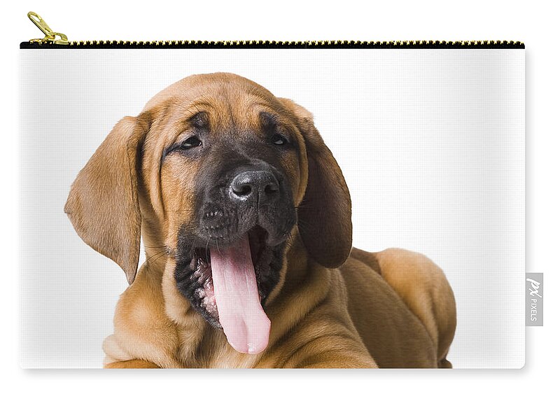 White Background Zip Pouch featuring the photograph Puppy Dog #1 by Rubberball/nicole Hill