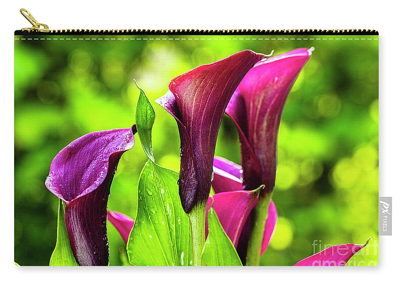 Araceae Carry-all Pouch featuring the photograph Purple Calla Lily Flower by Raul Rodriguez