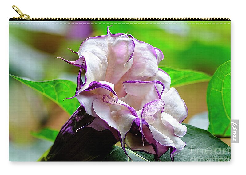 Brugmansia Zip Pouch featuring the photograph Purple Trumpet Flower #1 by Raul Rodriguez
