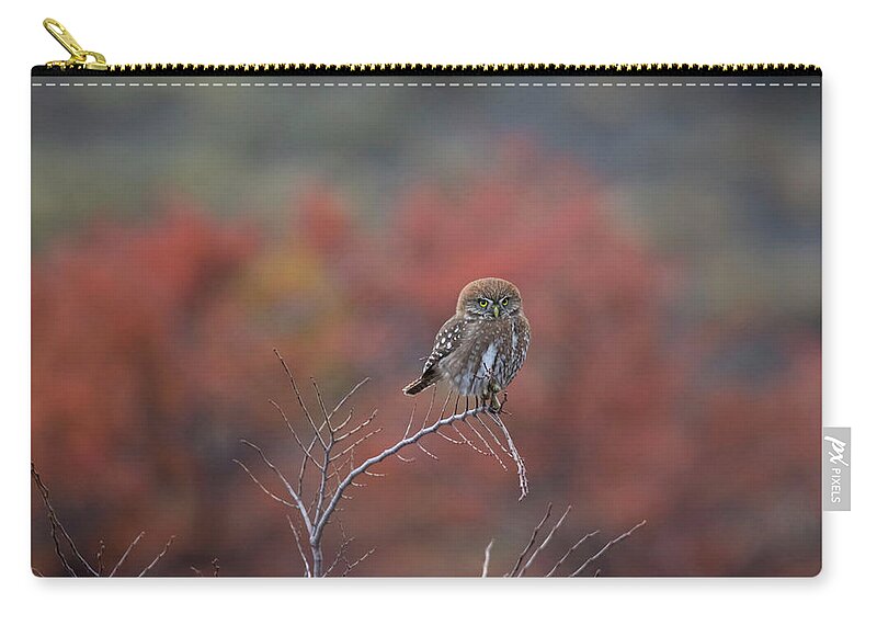 Pygmy Owl Zip Pouch featuring the photograph Pygmy Owl In Autumn #2 by Patrick Nowotny