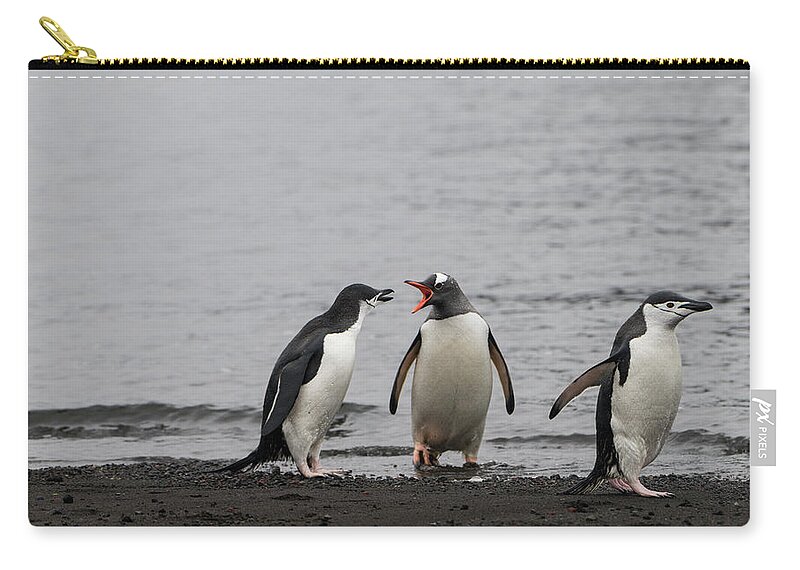 Penguins Zip Pouch featuring the photograph Something to Say #1 by Alex Lapidus