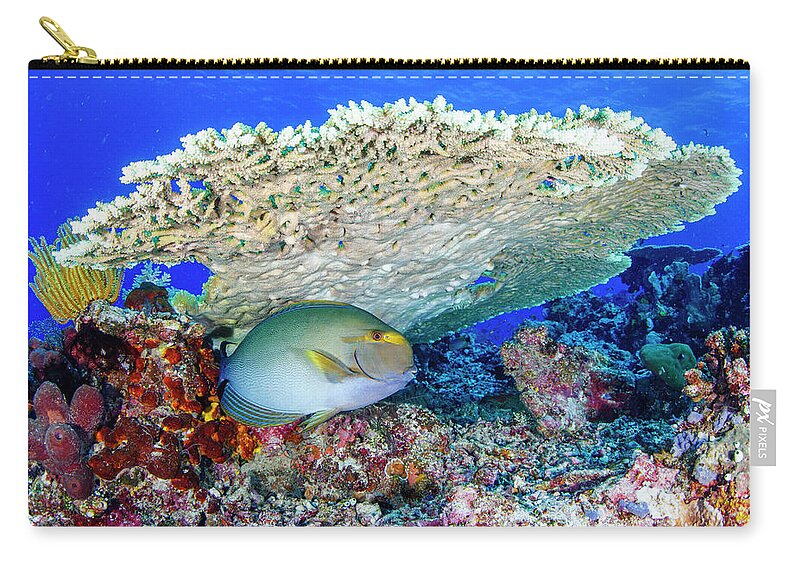 Komodo Island Zip Pouch featuring the photograph Surgeon Fish #1 by Raimundo Fernandez Diez