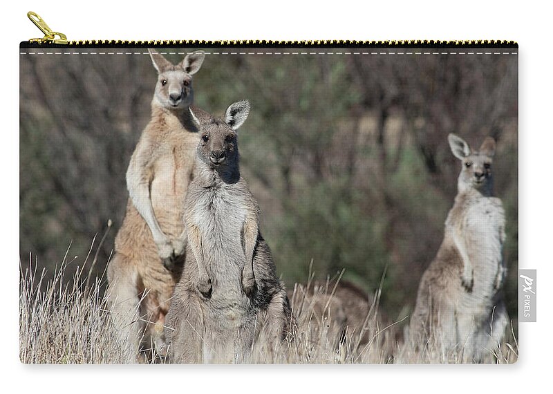Kangaroo Zip Pouch featuring the photograph Teamwork #1 by Masami IIDA