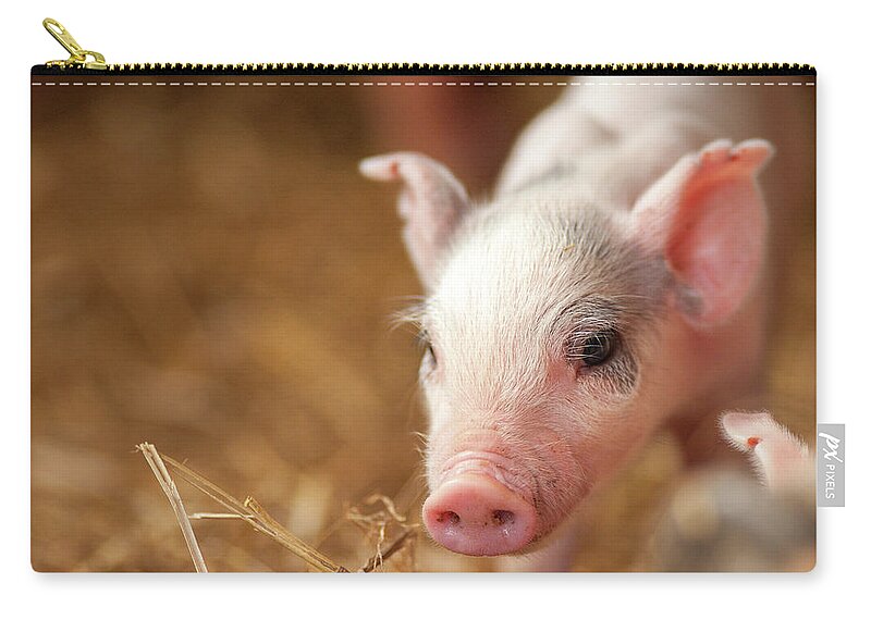 Farm Zip Pouch featuring the photograph This Little Piggy #1 by Joye Ardyn Durham
