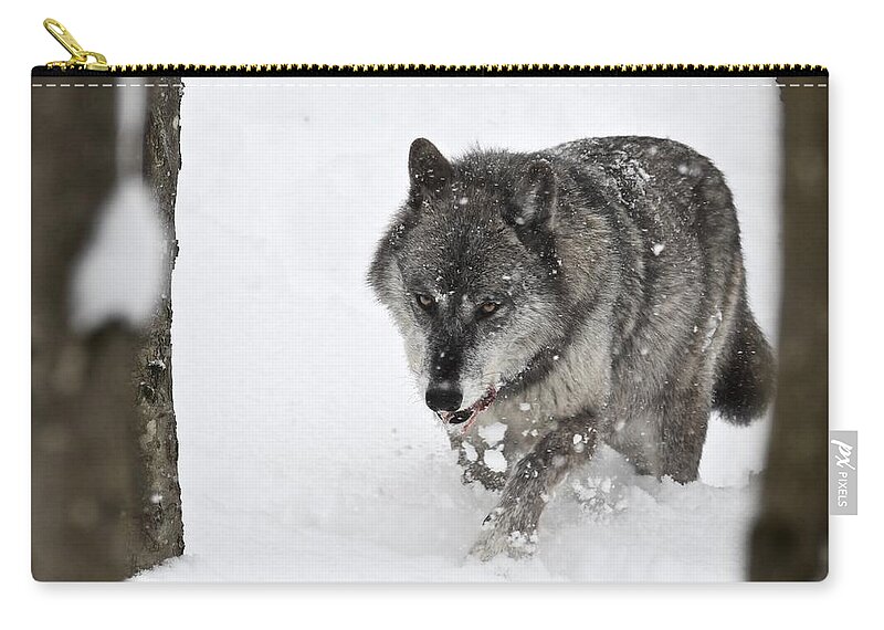 Wall Art Zip Pouch featuring the photograph Timber Wolf #1 by Jeffrey PERKINS