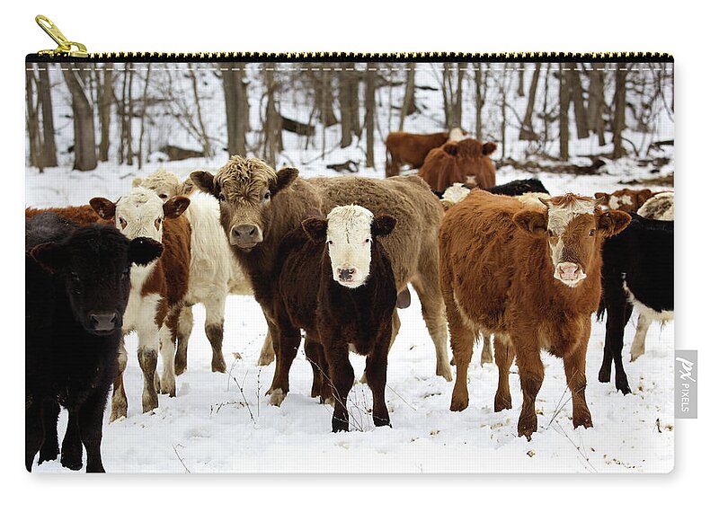 Melting Zip Pouch featuring the photograph Winter Livestock Cattle Series #1 by Eyecrave