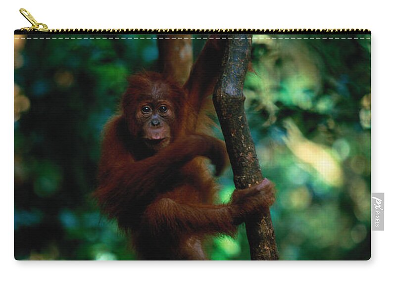 Southeast Asia Zip Pouch featuring the photograph Young Sumatran Orangutan Pongo Pongo #1 by Art Wolfe