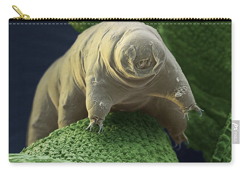 Animal Zip Pouch featuring the photograph Water Bear Or Tardigrade #18 by Meckes/ottawa