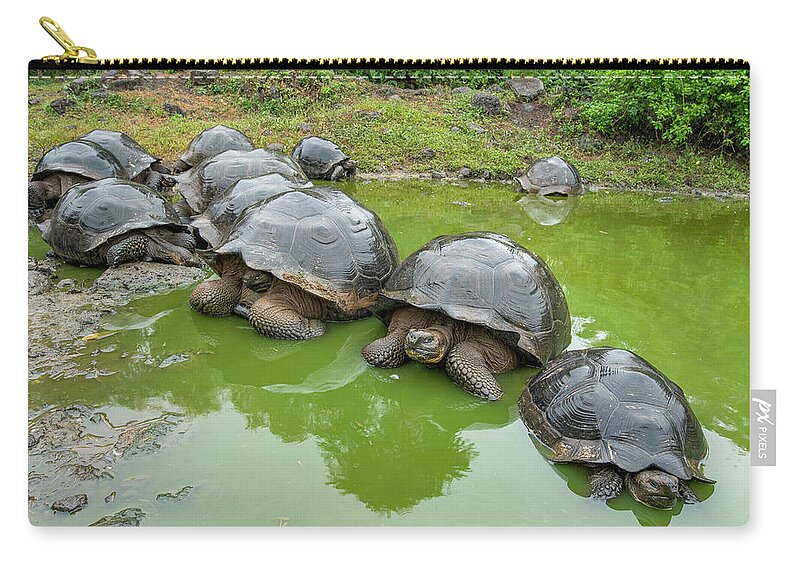 Animal Zip Pouch featuring the photograph Creep Of Indefatigable Island Tortoises #2 by Tui De Roy